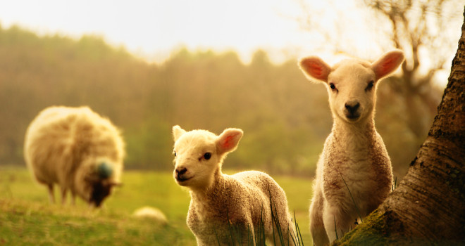 The Christian Message, Condemnation or Peace?