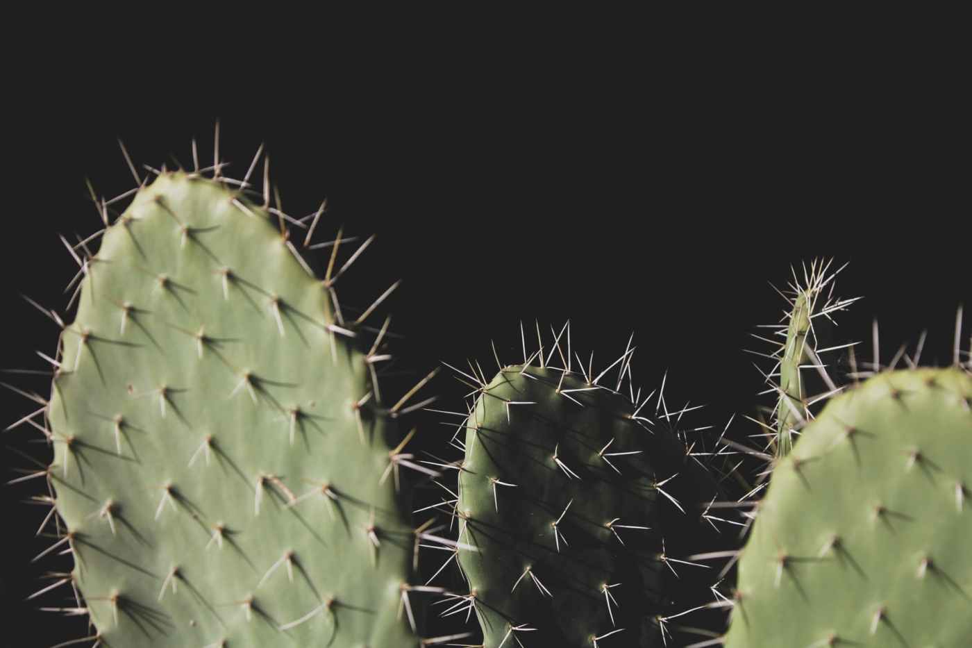 close up photo of three green cactus plants