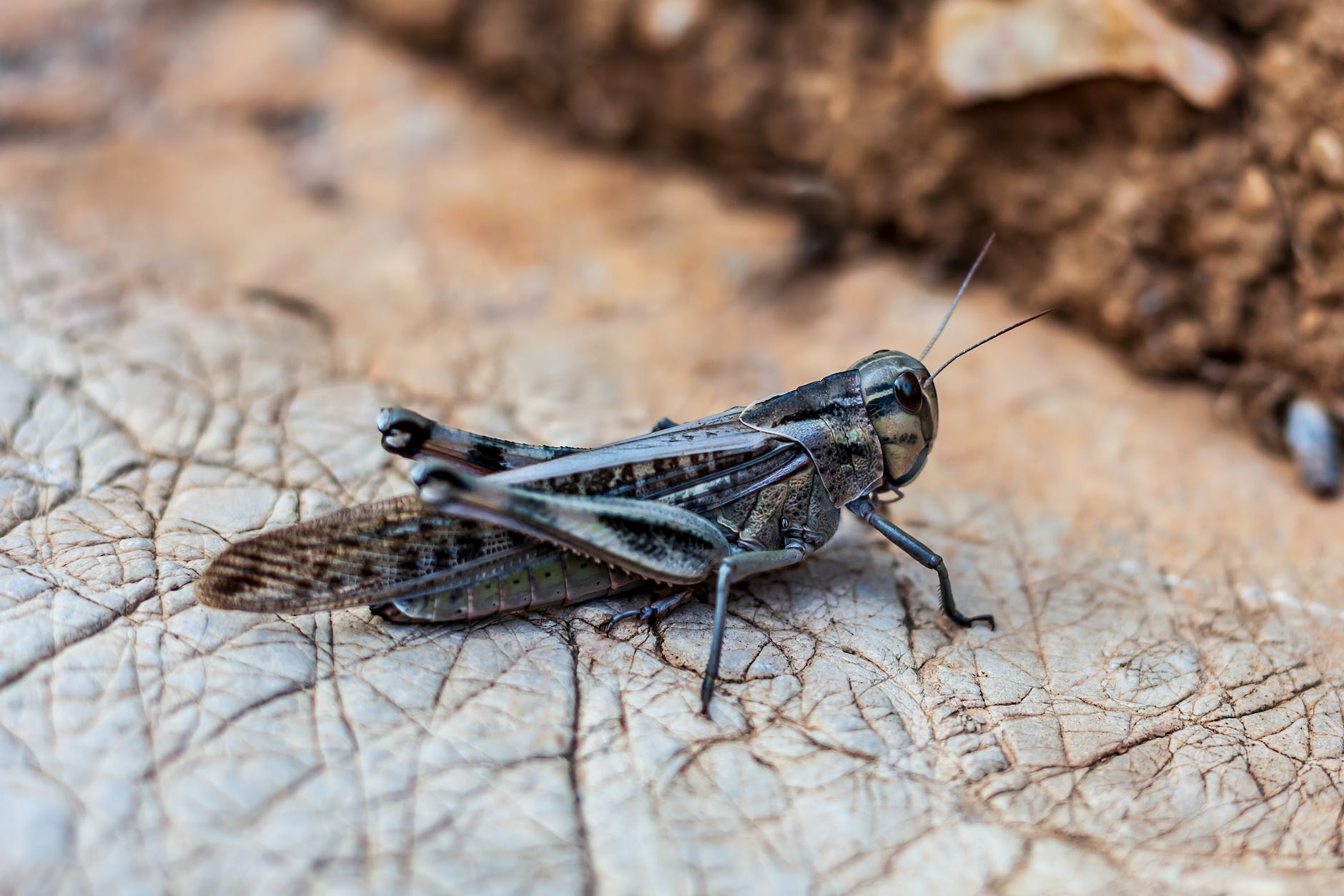 Daily Devotional: Exodus 10:1-20