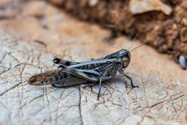 locust in macro photography