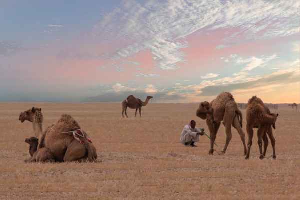 man sitting near four camels