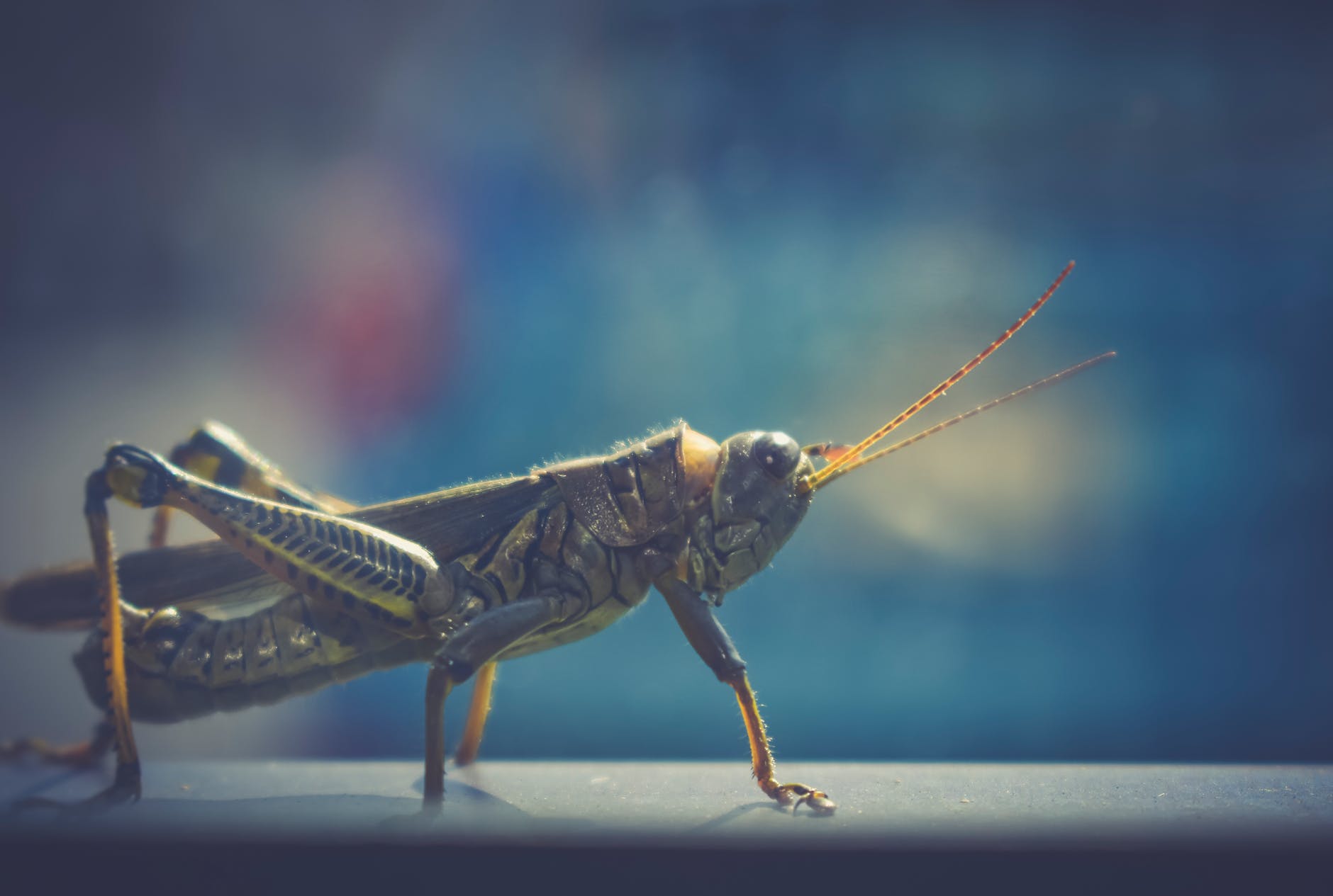 Loosed Locusts in Revelation